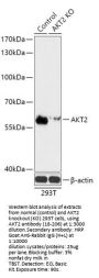 AKT2 Antibody [8G3B6], KO Validated