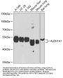 ALDH1A1 Antibody
