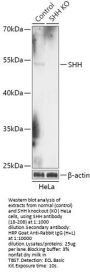 SHH Antibody, KO Validated