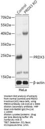 PRDX3 Antibody, KO Validated