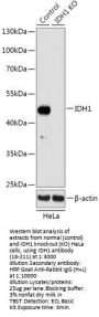 IDH1 Antibody, KO Validated
