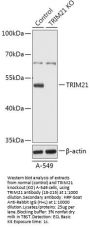 TRIM21 Antibody, KO Validated