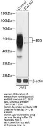 BSG Antibody, KO Validated