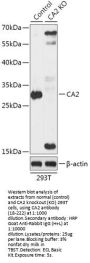 CA2 Antibody, KO Validated