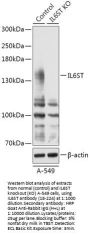 IL6ST Antibody, KO Validated