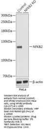 NFKB2 Antibody, KO Validated