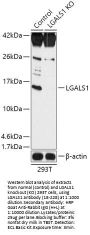 LGALS1 Antibody, KO Validated