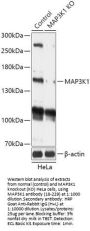 MAP3K1 Antibody, KO Validated
