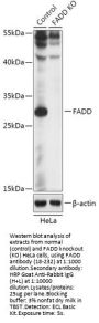 FADD Antibody, KO Validated