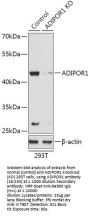 ADIPOR1 Antibody, KO Validated
