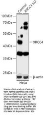 XRCC4 Antibody, KO Validated