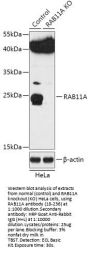 RAB11A Antibody, KO Validated