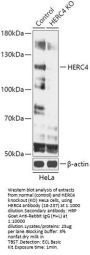 HERC4 Antibody, KO Validated
