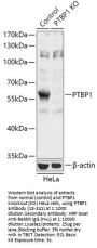 PTBP1 Antibody, KO Validated