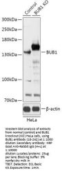 BUB1 Antibody, KO Validated