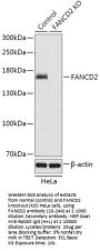 FANCD2 Antibody, KO Validated