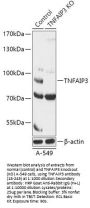 TNFAIP3 Antibody, KO Validated