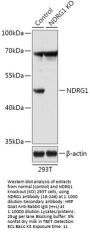 NDRG1 Antibody, KO Validated
