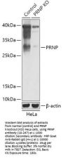 PRNP Antibody, KO Validated