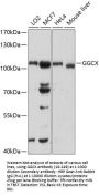 GGCX Antibody