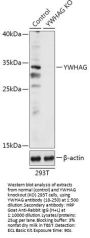 YWHAG Antibody, KO Validated