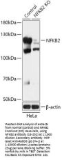 NFKB2 Antibody, KO Validated