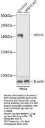 MSH6 Antibody, KO Validated