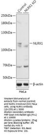 NLRX1 Antibody, KO Validated