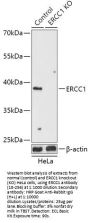 ERCC1 Antibody, KO Validated