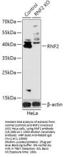 RNF2 Antibody, KO Validated