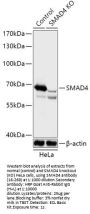 SMAD4 Antibody, KO Validated