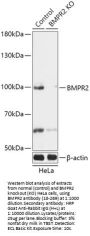 BMPR2 Antibody, KO Validated