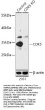 CDK5 Antibody, KO Validated