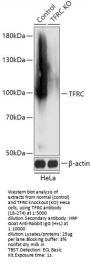 TFRC Antibody, KO Validated