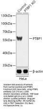 PTBP1 Antibody, KO Validated