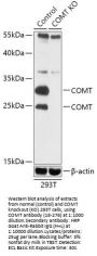 COMT Antibody, KO Validated