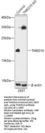 TMED10 Antibody, KO Validated