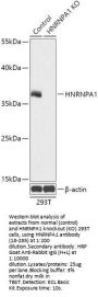 HNRNPA1 Antibody, KO Validated
