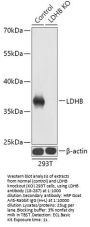 LDHB Antibody, KO Validated