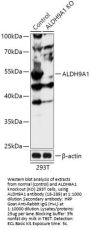 ALDH9A1 Antibody, KO Validated