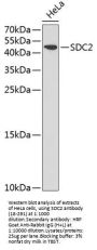 SDC2 Antibody