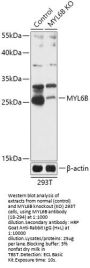 MYL6B Antibody, KO Validated