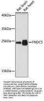 FNDC5 Antibody