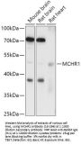 MCHR1 Antibody