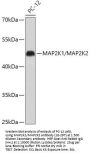 MEK1/MEK2 Antibody