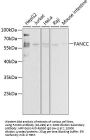 FANCC Antibody