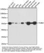 TUBB3 Antibody [5D5D2]