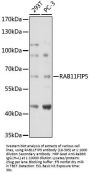 RAB11FIP5 Antibody