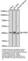 PHF6 Antibody