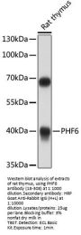 PHF6 Antibody